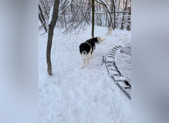 Charmanter LEDO könnte Dein Herzenshund werden