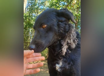 Fröhliche NAMI will nicht lange im Tierheim bleiben. Hast du ein Plätzchen für sie?