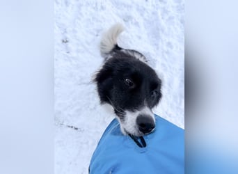 Charmanter LEDO könnte Dein Herzenshund werden