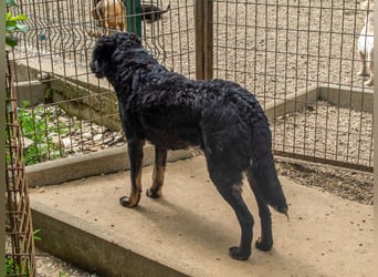 Fröhliche NAMI will nicht lange im Tierheim bleiben. Hast du ein Plätzchen für sie?