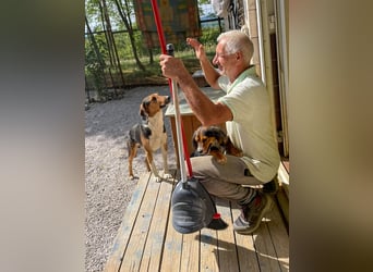 ZLAJA - Frohnatur, Familienhund sucht EUCH !