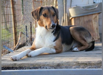 ZLAJA elegant, liebevoll, sozial, neugierig, schlau - rundum PERFEKT !