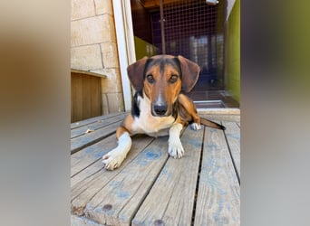 ZLAJA - Frohnatur, Familienhund sucht EUCH !