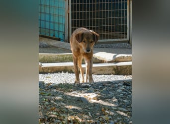 OSCAR sucht ein ruhiges Plätzchen für seinen Lebensabend - vielleicht bei dir?