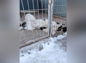 Charmanter LEDO könnte Dein Herzenshund werden