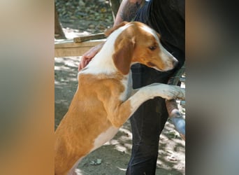 Frechdachs PONGO will dein Leben auf den Kopf stellen!