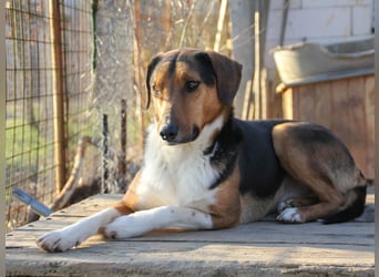 ZLAJA elegant, liebevoll, sozial, neugierig, schlau - rundum PERFEKT !