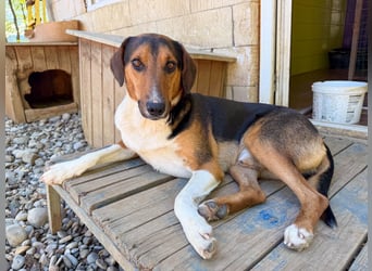 ZLAJA - Frohnatur, Familienhund sucht EUCH !