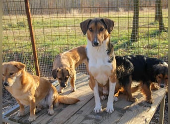 Frechdachs ZLAJA sucht Familie zum Toben, Spielen und Spaßhaben :)