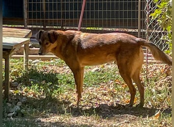OSCAR sucht ein ruhiges Plätzchen für seinen Lebensabend - vielleicht bei dir?