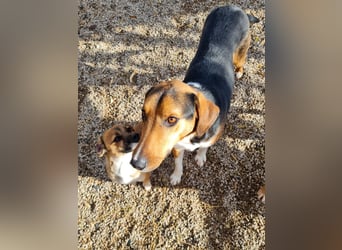 ZLAJA - Frohnatur, Familienhund sucht EUCH !