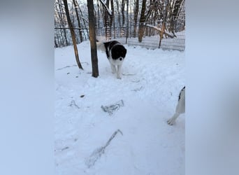 Charmanter LEDO könnte Dein Herzenshund werden
