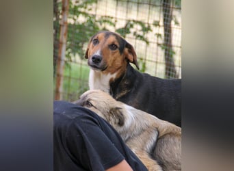 ZLAJA - Frohnatur, Familienhund sucht EUCH !