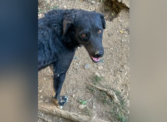 Fröhliche NAMI will nicht lange im Tierheim bleiben. Hast du ein Plätzchen für sie?