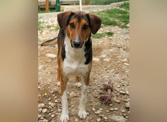 ZLAJA - Frohnatur, Familienhund sucht EUCH !