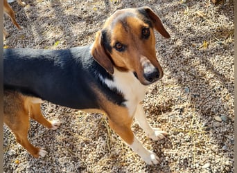 ZLAJA - Frohnatur, Familienhund sucht EUCH !