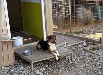 Frechdachs ZLAJA sucht Familie zum Toben, Spielen und Spaßhaben :)