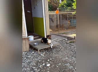 ZLAJA - Frohnatur, Familienhund sucht EUCH !