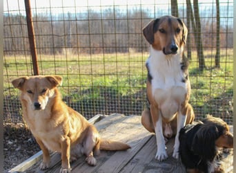 ZLAJA elegant, liebevoll, sozial, neugierig, schlau - rundum PERFEKT !