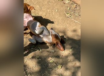 Hübsche PERDITA will endlich raus aus dem Tierheim! Hast du ein Plätzchen für sie?