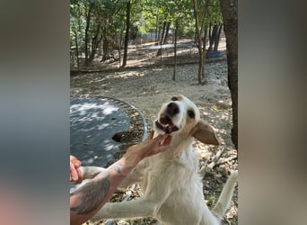 Powerhündin LIMA sucht aktive Menschen, die mit ihr die Welt entdecken!