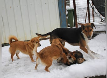 ZLAJA elegant, liebevoll, sozial, neugierig, schlau - rundum PERFEKT !