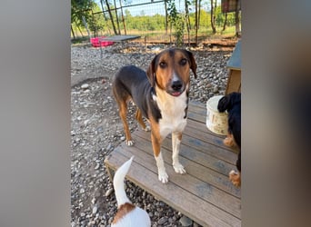 ZLAJA - Frohnatur, Familienhund sucht EUCH !