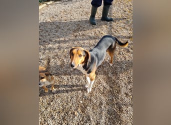 ZLAJA - Frohnatur, Familienhund sucht EUCH !