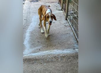 Frechdachs PONGO will dein Leben auf den Kopf stellen!