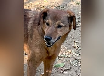 OSCAR sucht ein ruhiges Plätzchen für seinen Lebensabend - vielleicht bei dir?