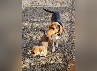 ZLAJA - Frohnatur, Familienhund sucht EUCH !