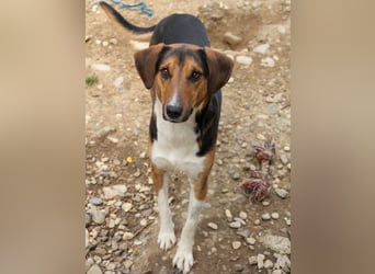 ZLAJA - Frohnatur, Familienhund sucht EUCH !