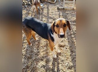 ZLAJA - Frohnatur, Familienhund sucht EUCH !