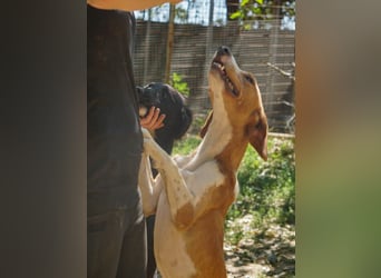 Hübsche PERDITA will endlich raus aus dem Tierheim! Hast du ein Plätzchen für sie?