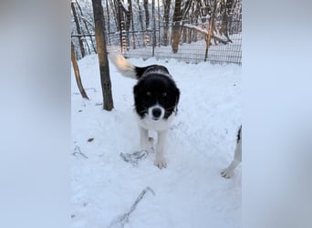 Charmanter LEDO könnte Dein Herzenshund werden