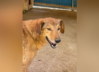 OSCAR sucht ein ruhiges Plätzchen für seinen Lebensabend - vielleicht bei dir?