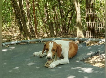 Hübsche PERDITA will endlich raus aus dem Tierheim! Hast du ein Plätzchen für sie?