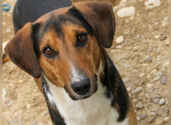 Frechdachs ZLAJA sucht Familie zum Toben, Spielen und Spaßhaben :)