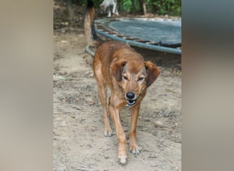 OSCAR sucht ein ruhiges Plätzchen für seinen Lebensabend - vielleicht bei dir?