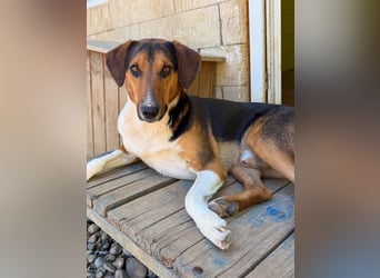 ZLAJA - Frohnatur, Familienhund sucht EUCH !