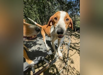 Hübsche PERDITA will endlich raus aus dem Tierheim! Hast du ein Plätzchen für sie?