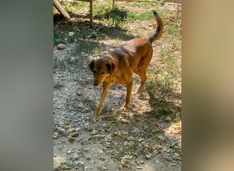 OSCAR sucht ein ruhiges Plätzchen für seinen Lebensabend - vielleicht bei dir?