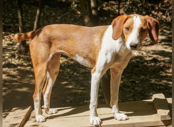 Hübsche PERDITA will endlich raus aus dem Tierheim! Hast du ein Plätzchen für sie?