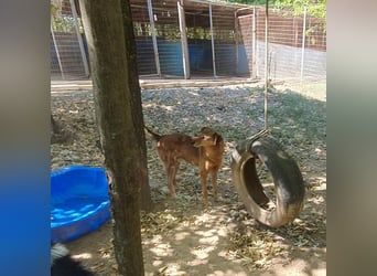 OSCAR sucht ein ruhiges Plätzchen für seinen Lebensabend - vielleicht bei dir?