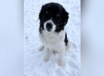 Charmanter LEDO könnte Dein Herzenshund werden