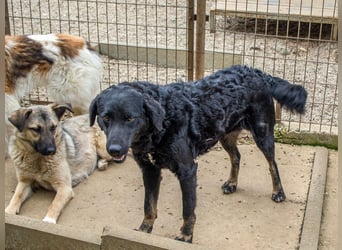 Fröhliche NAMI will nicht lange im Tierheim bleiben. Hast du ein Plätzchen für sie?