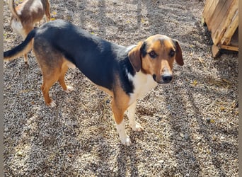 ZLAJA - Frohnatur, Familienhund sucht EUCH !