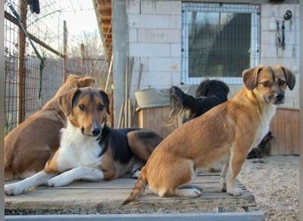 ZLAJA elegant, liebevoll, sozial, neugierig, schlau - rundum PERFEKT !