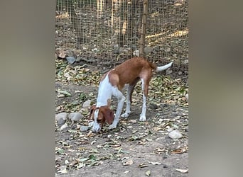 Hübsche PERDITA will endlich raus aus dem Tierheim! Hast du ein Plätzchen für sie?