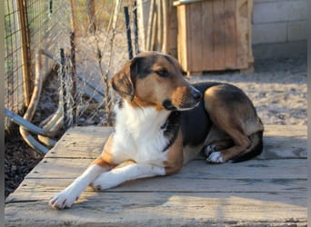 ZLAJA elegant, liebevoll, sozial, neugierig, schlau - rundum PERFEKT !